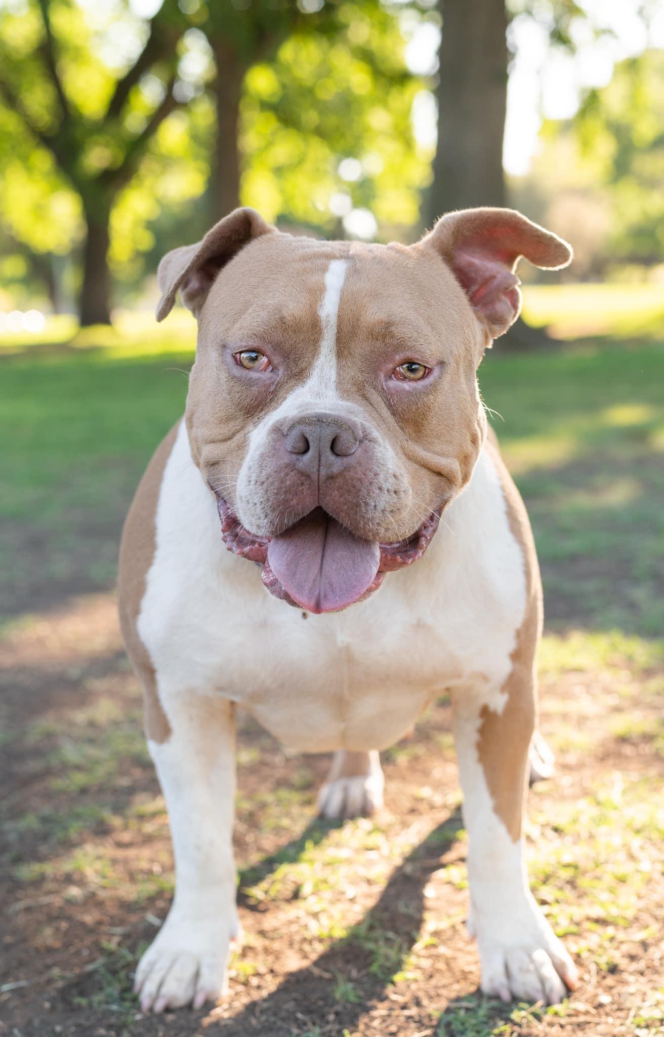 Enlarge Hazel, a Adoptable American Bulldog in tracy, CA image 2/3