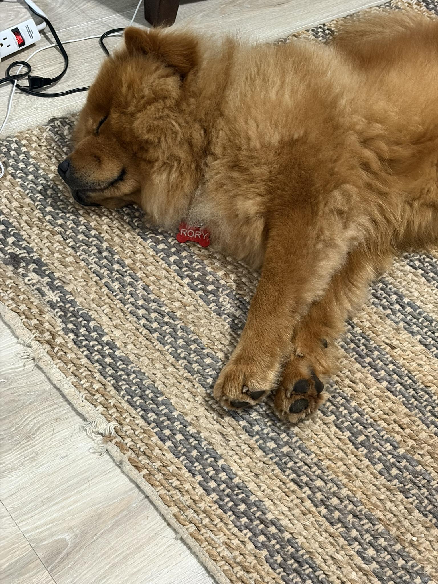 Rory, a ADOPTABLE Chow Chow in Atlanta, GA image 6/6
