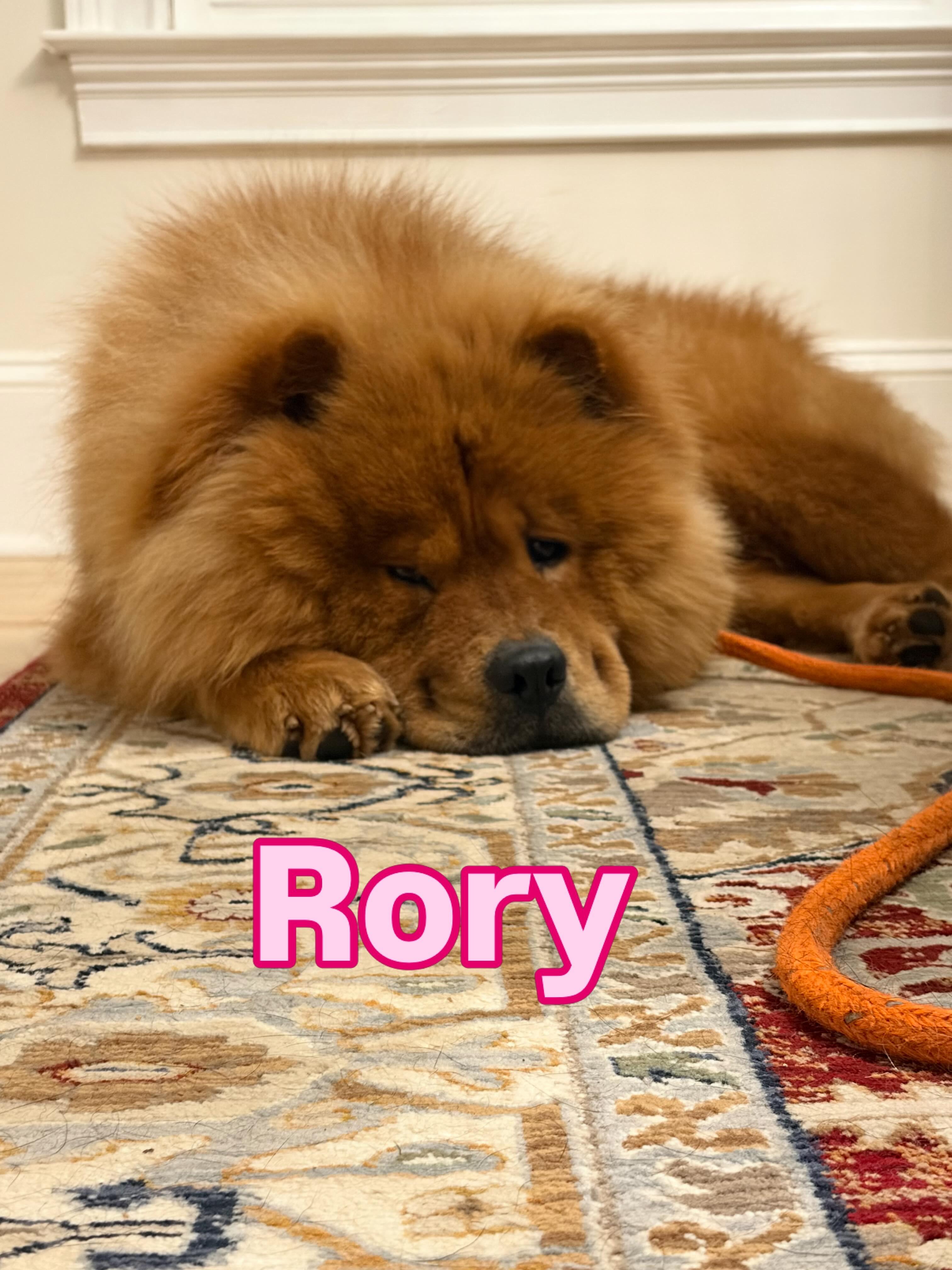 Rory, a ADOPTABLE Chow Chow in Atlanta, GA image 5/6