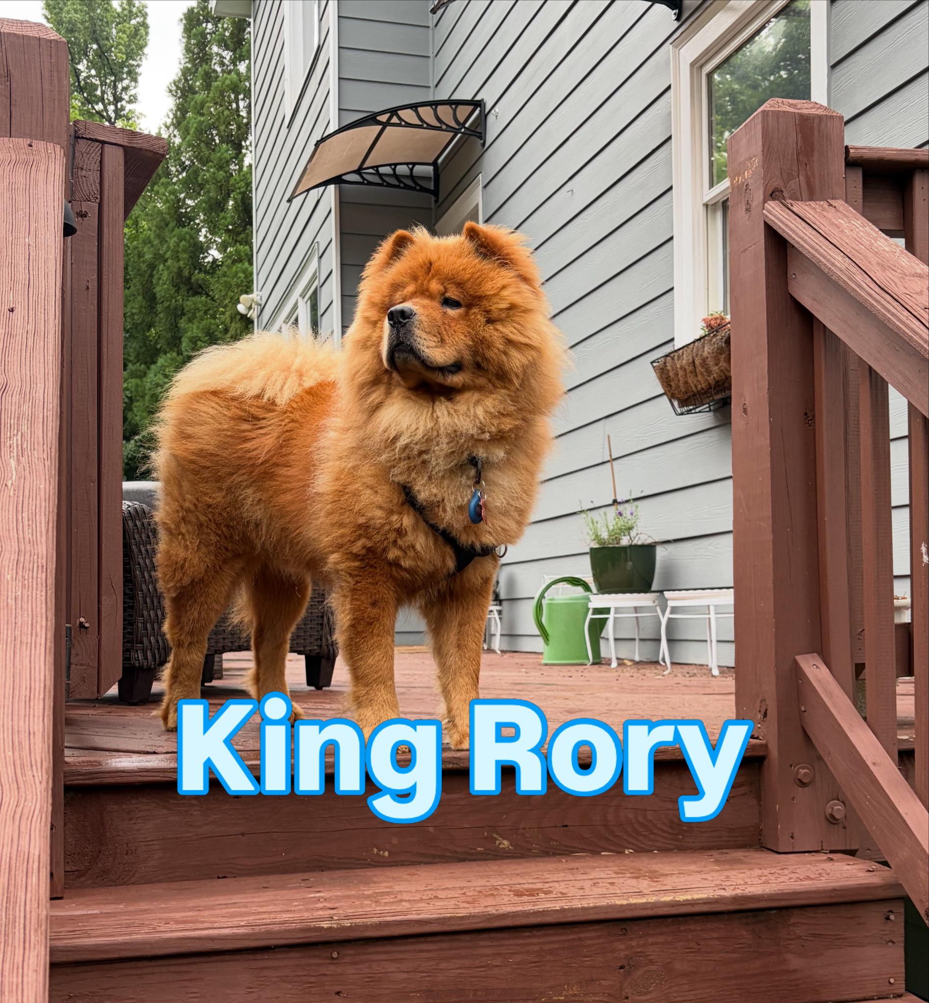 Rory, a ADOPTABLE Chow Chow in Atlanta, GA image 1/6