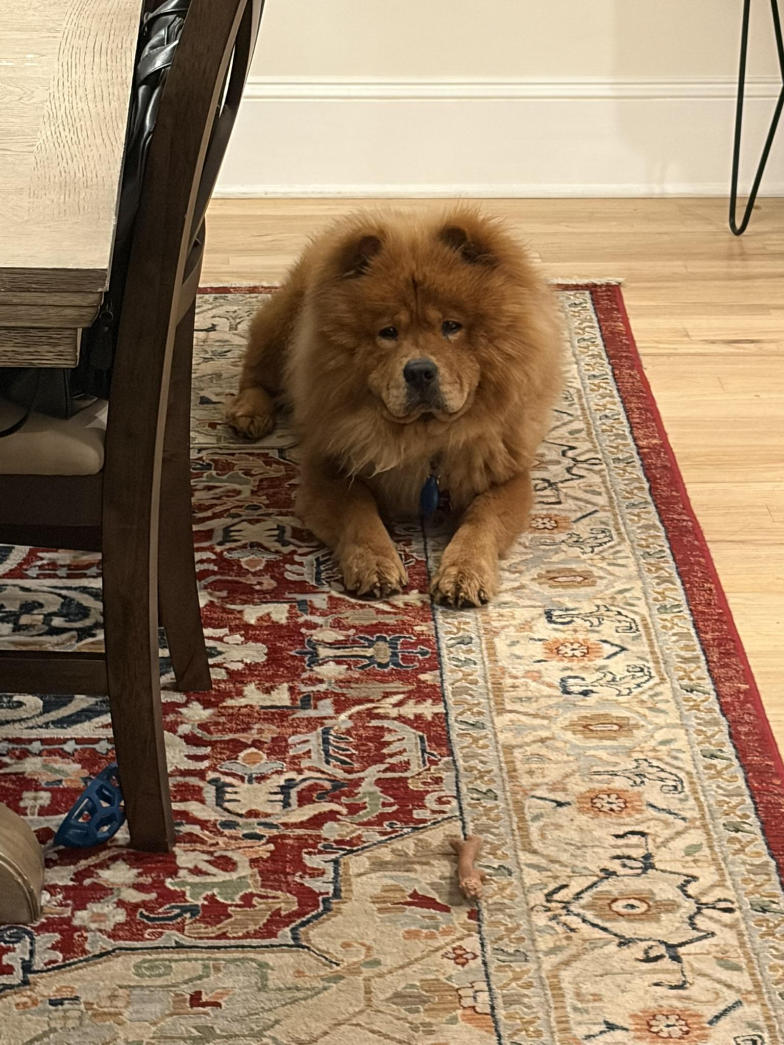 Rory, a ADOPTABLE Chow Chow in Atlanta, GA image 3/6