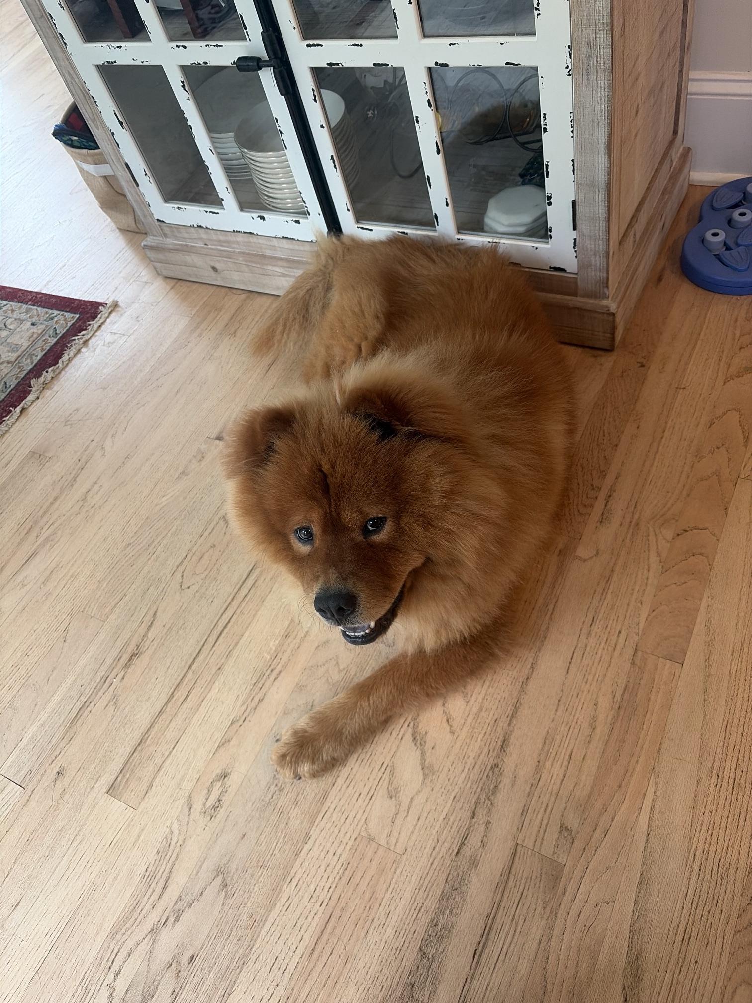 Rory, a ADOPTABLE Chow Chow in Atlanta, GA image 2/6