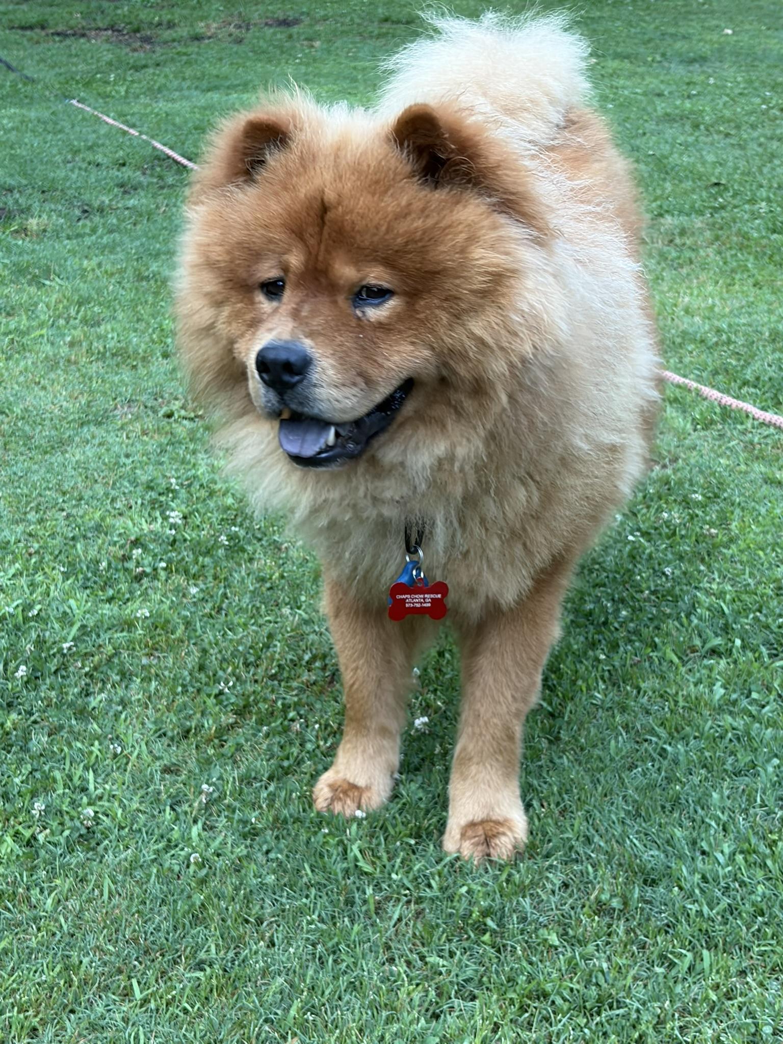 Rory, a ADOPTABLE Chow Chow in Atlanta, GA image 4/6