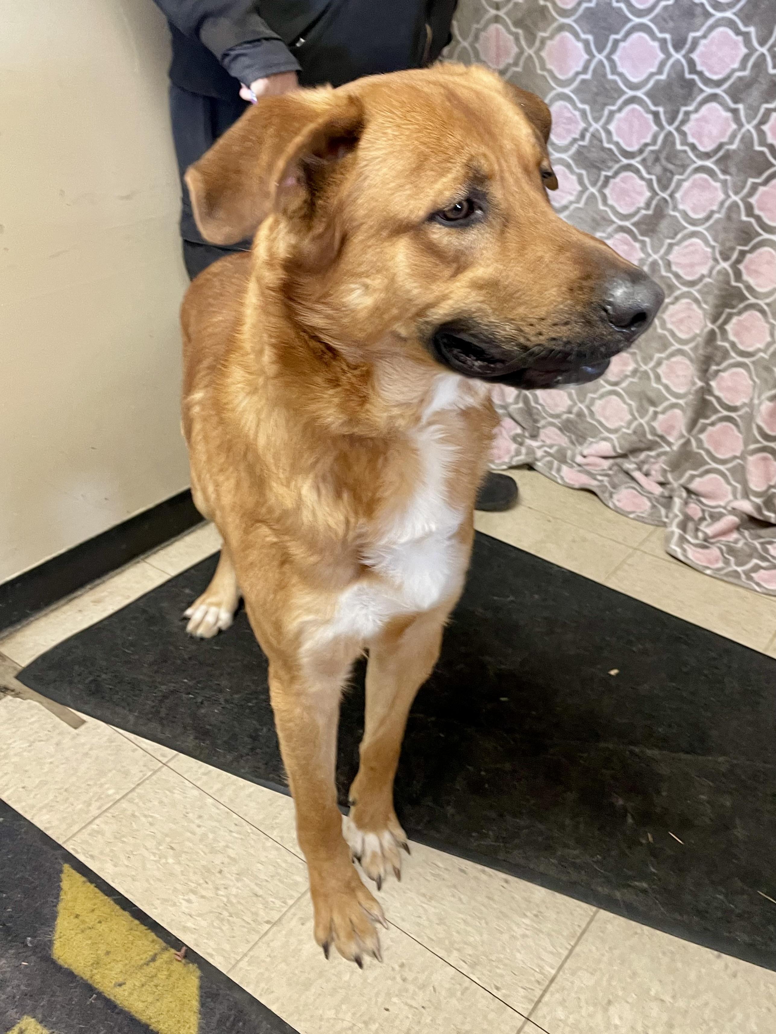 Enlarge Sergeant, a ADOPTABLE Mixed Breed in Washington Court House, OH image 4/5