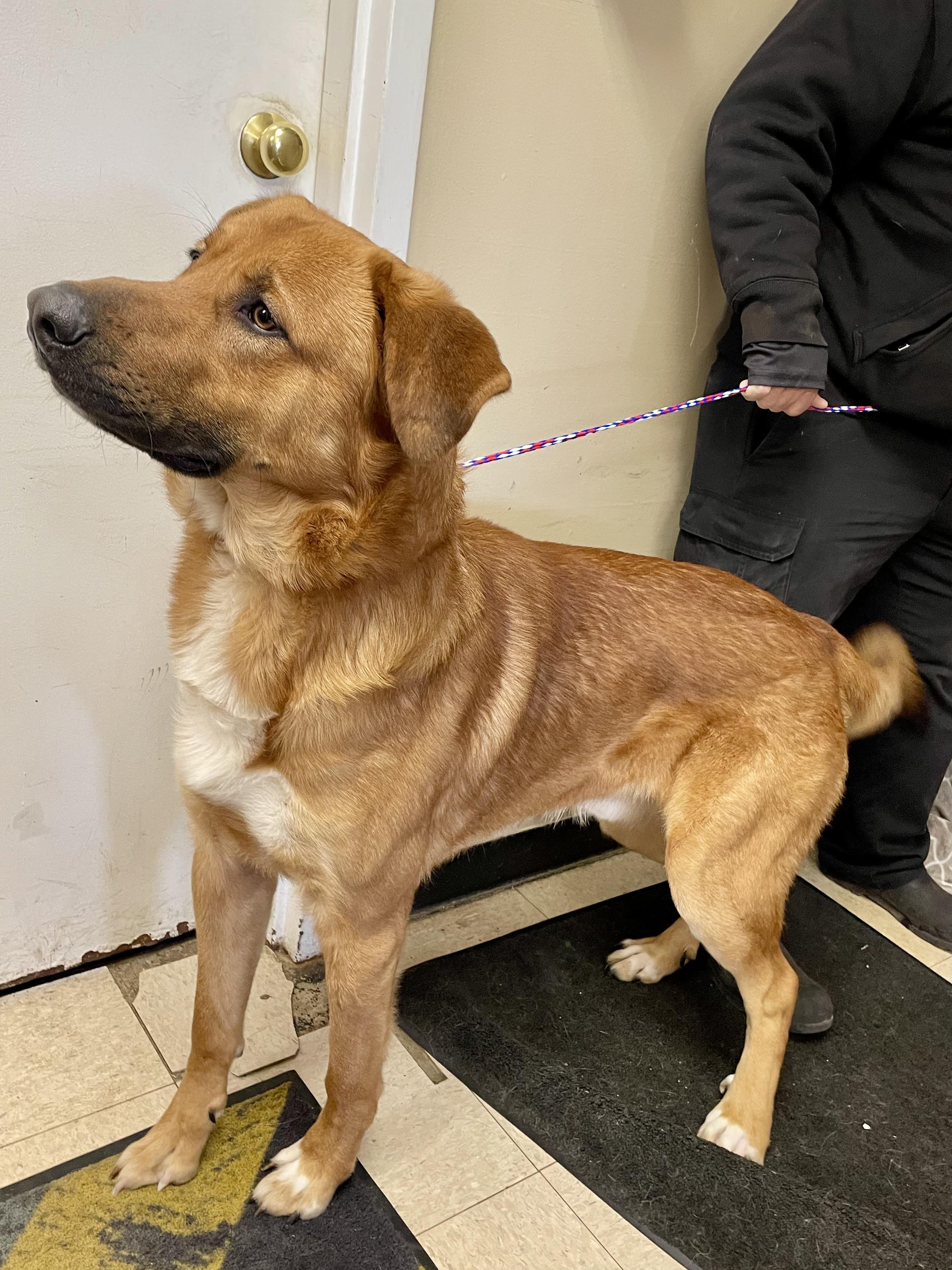 Enlarge Sergeant, a ADOPTABLE Mixed Breed in Washington Court House, OH image 3/5