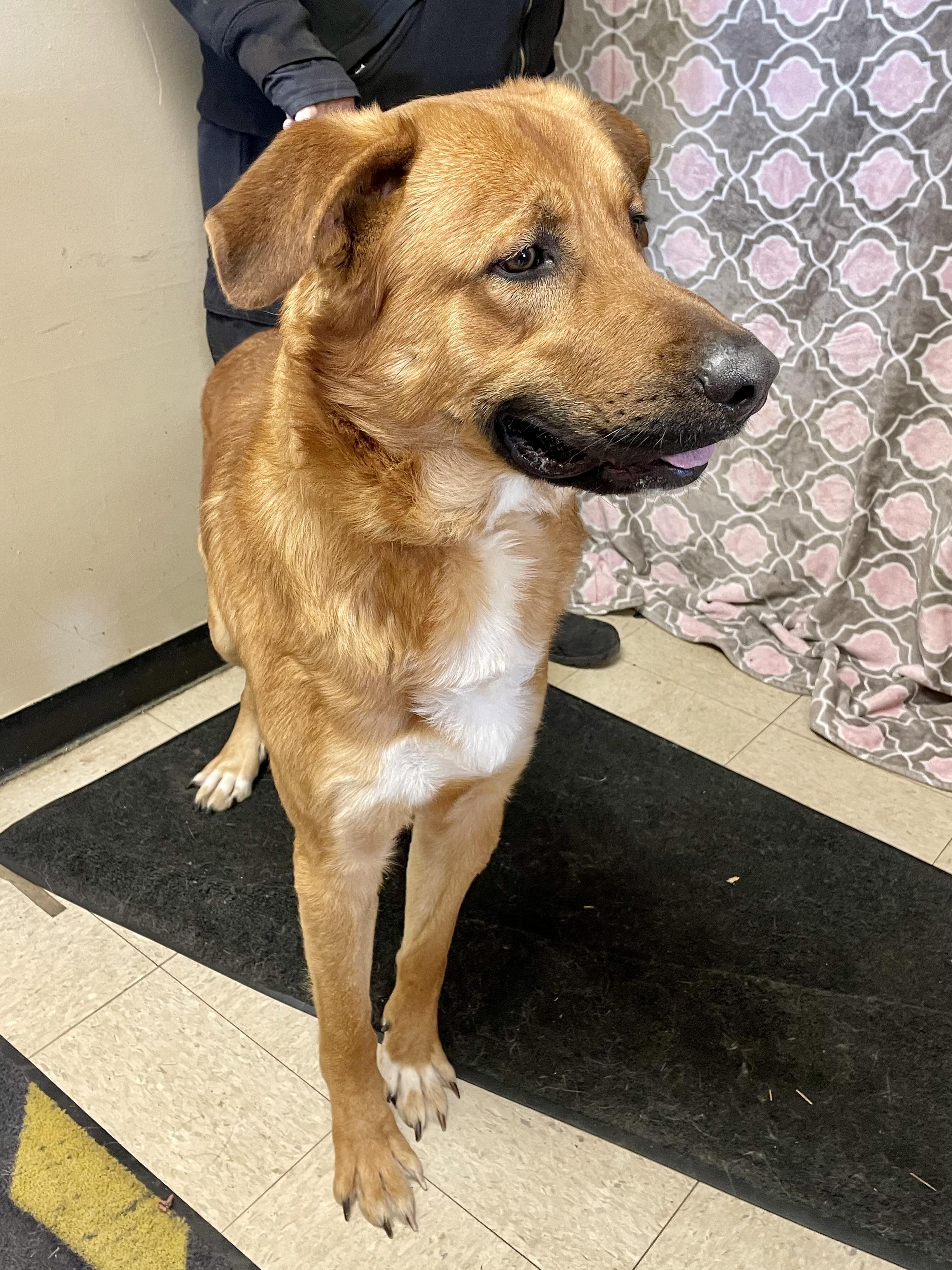 Enlarge Sergeant, a ADOPTABLE Mixed Breed in Washington Court House, OH image 2/5