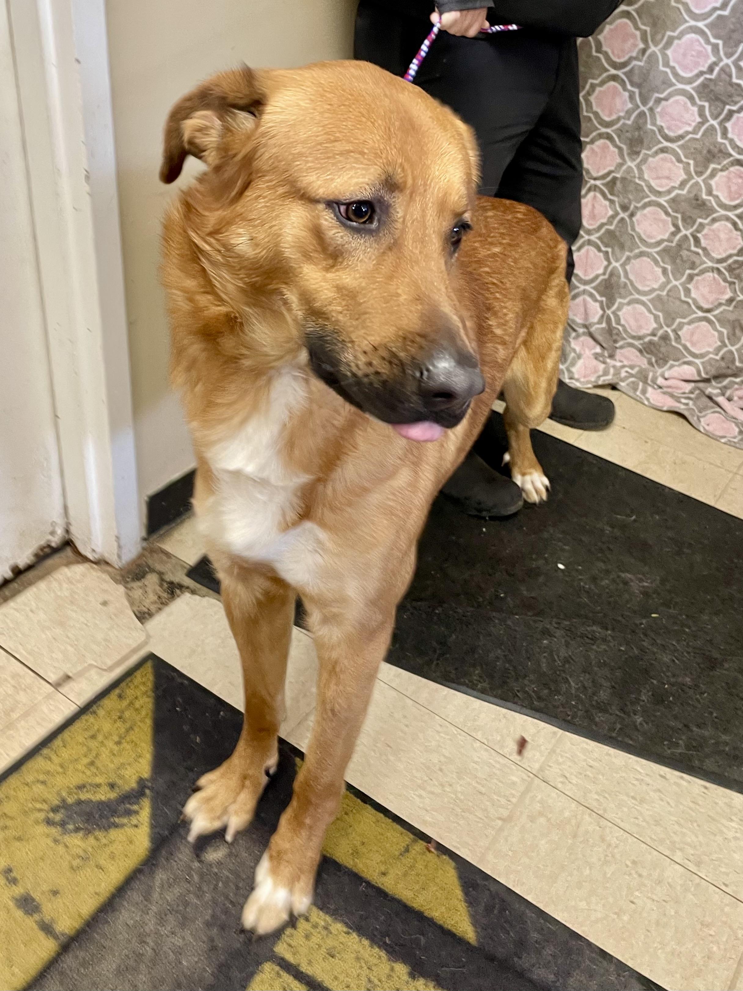 Sergeant, ADOPTABLE, Young Male Mixed Breed.