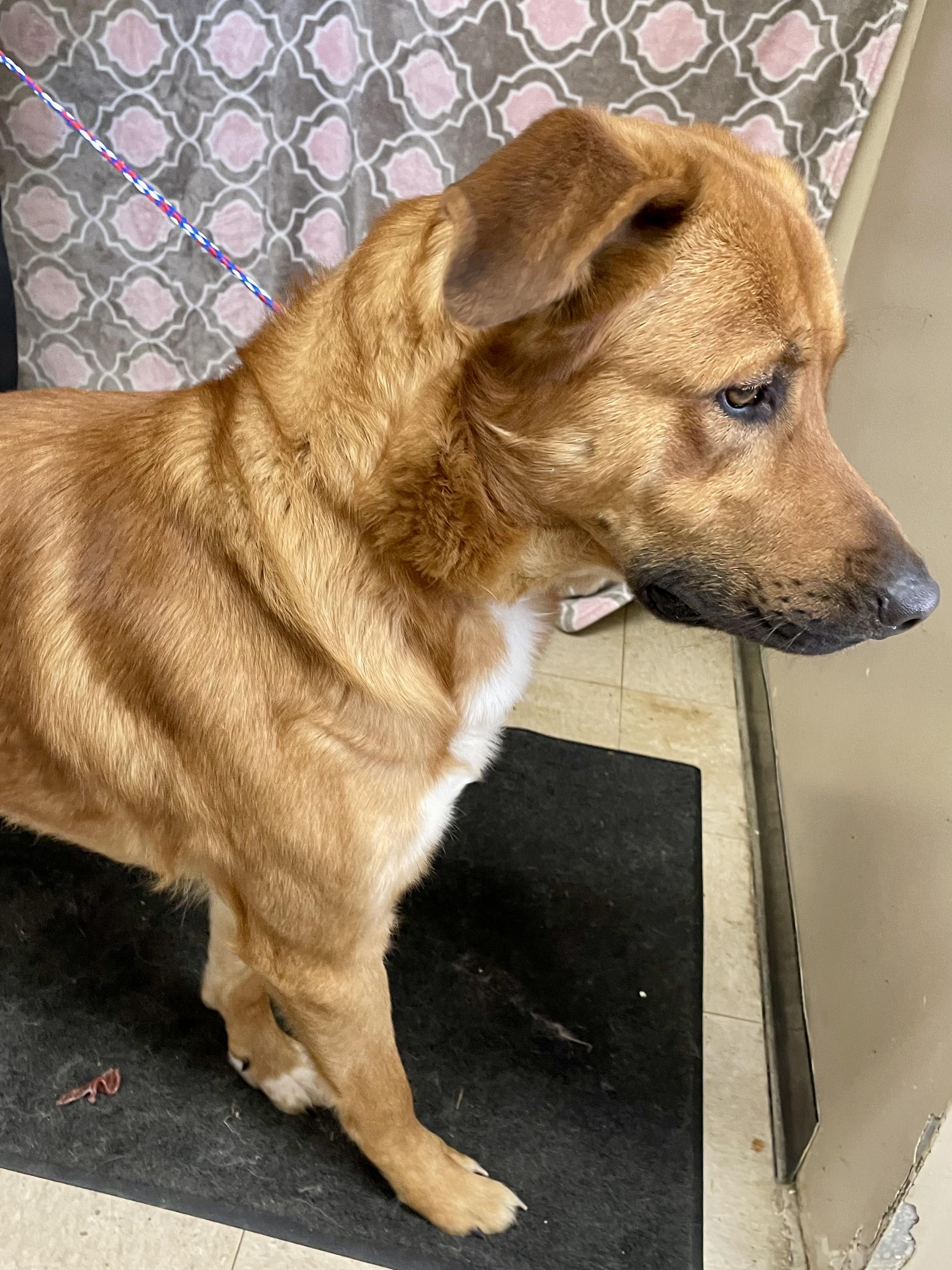 Enlarge Sergeant, a ADOPTABLE Mixed Breed in Washington Court House, OH image 5/5