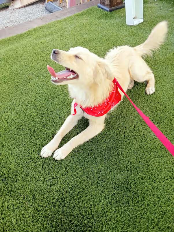 BORIS 1 yr 18 pounds, Adoptable, Adult Male Australian Shepherd & Mixed Breed.