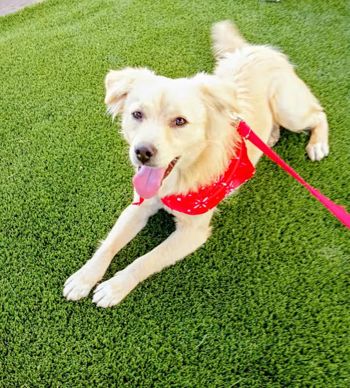 BORIS 1 yr 18 pounds, a Adoptable mixed breed in san diego, CA image 2/4