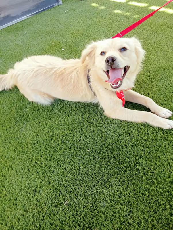 BORIS 1 yr 18 pounds, a Adoptable mixed breed in san diego, CA image 3/4