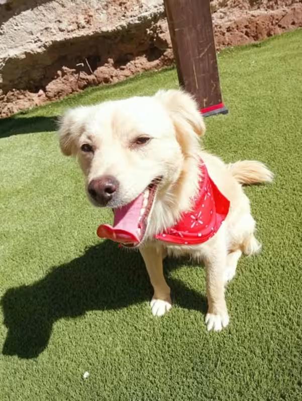 BORIS 1 yr 18 pounds, a Adoptable mixed breed in san diego, CA image 4/4