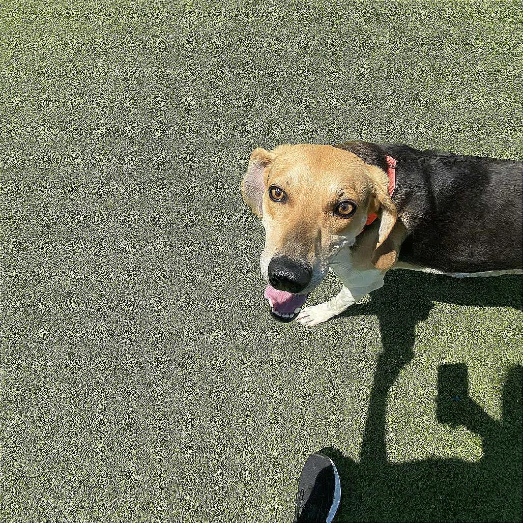 Zenni, Adoptable, Young Male Coonhound.