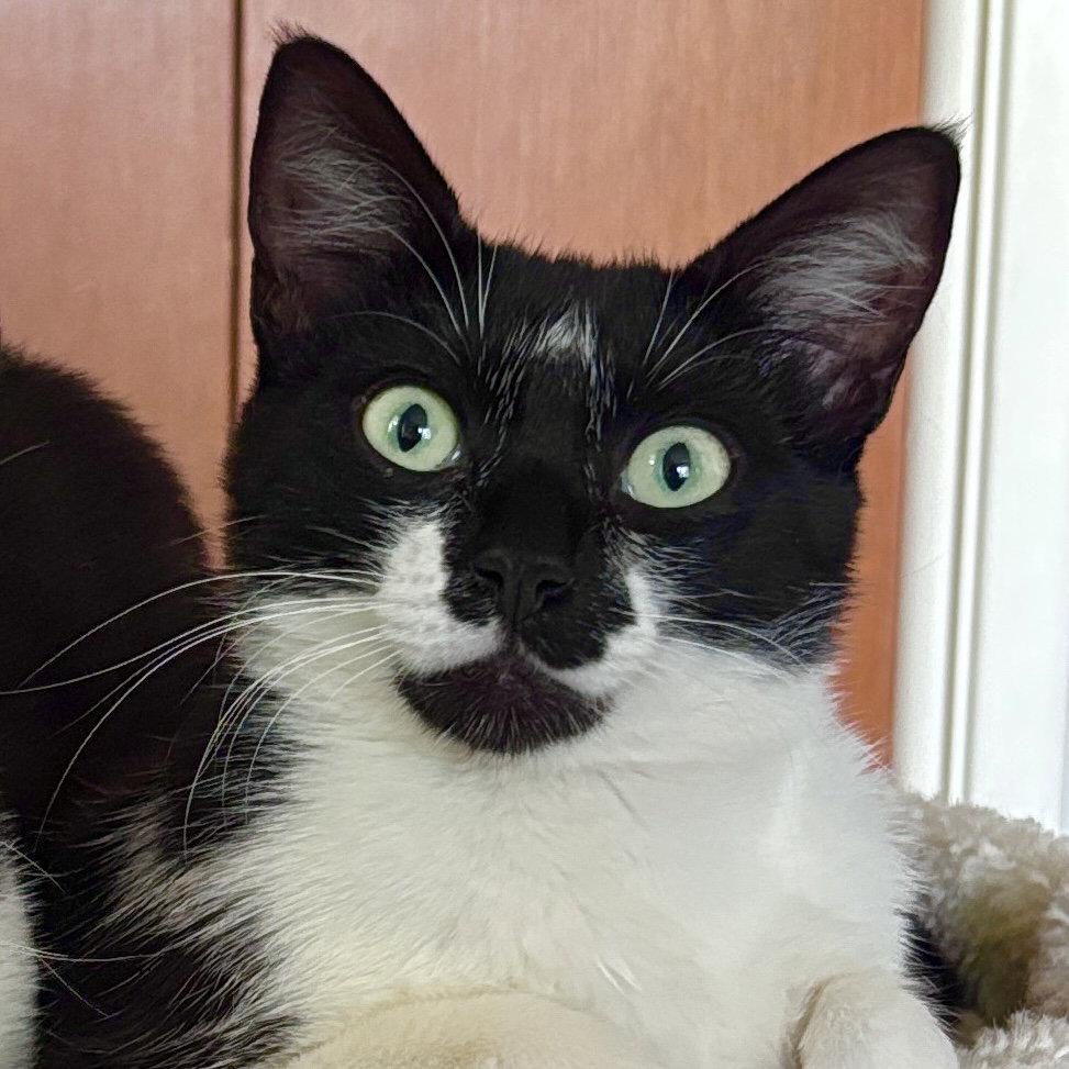 Maeby, Adoptable, Young Female Domestic Short Hair.