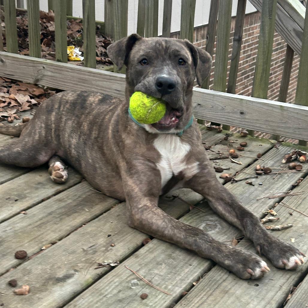 Starla — thumbnail 4