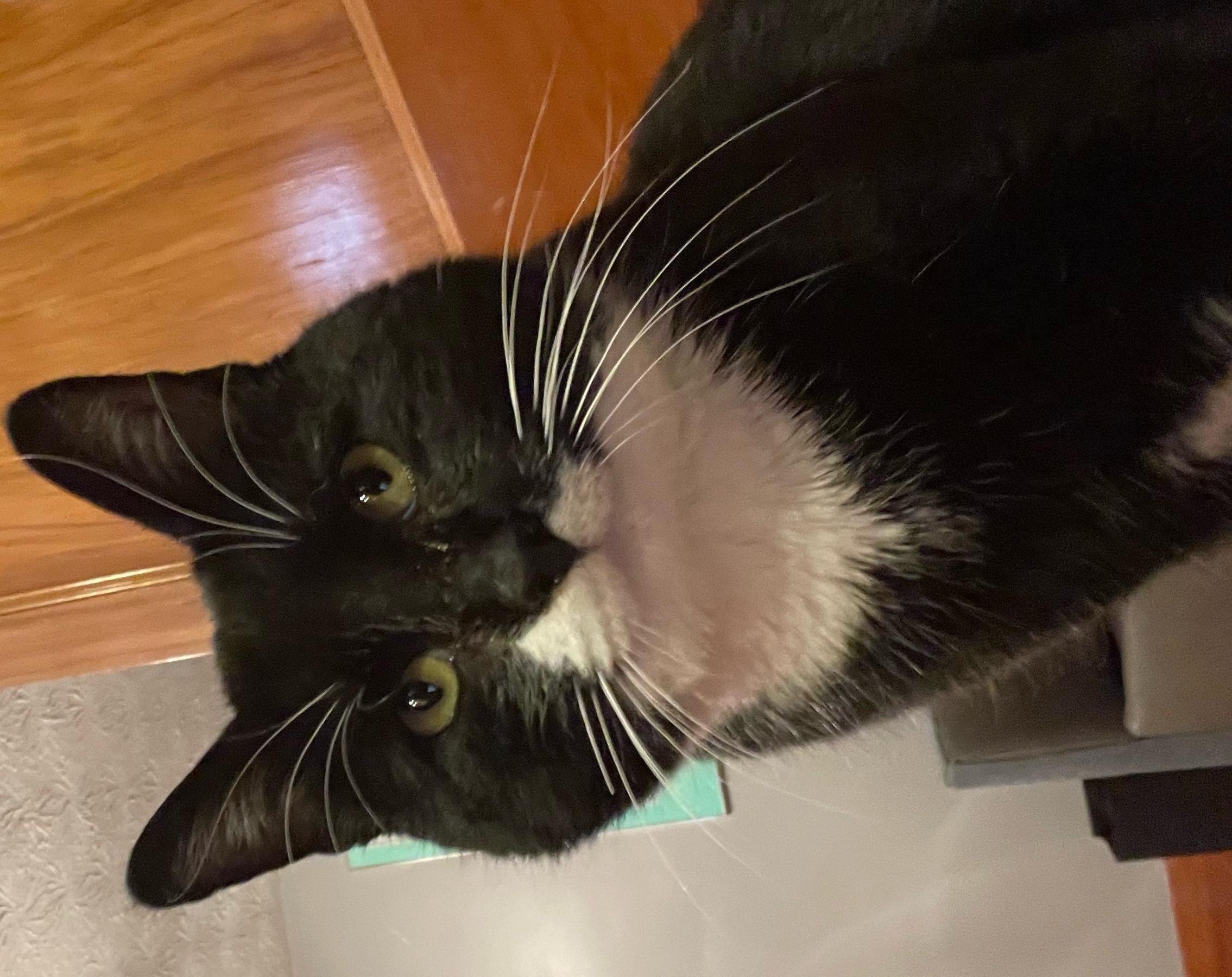 Oreo