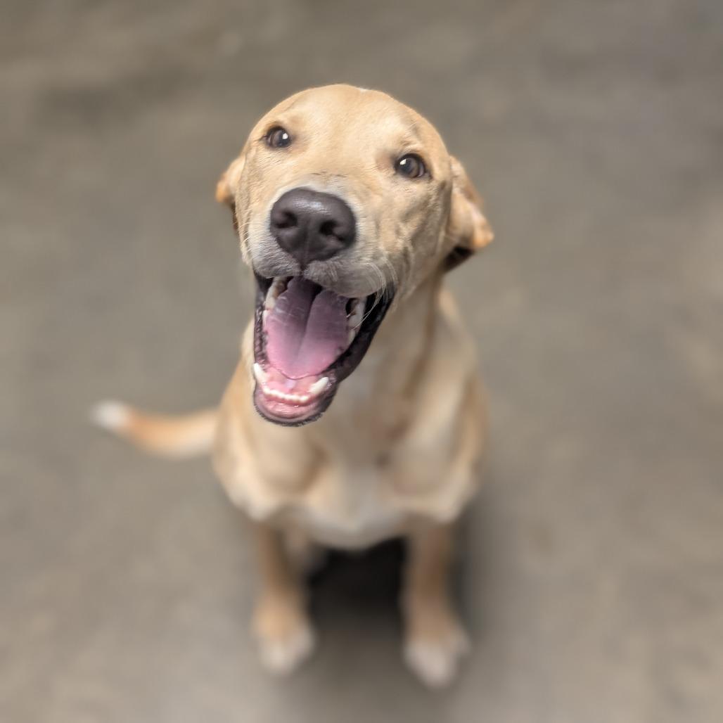 Elroy, Adoptable, Adult Male Mixed Breed.