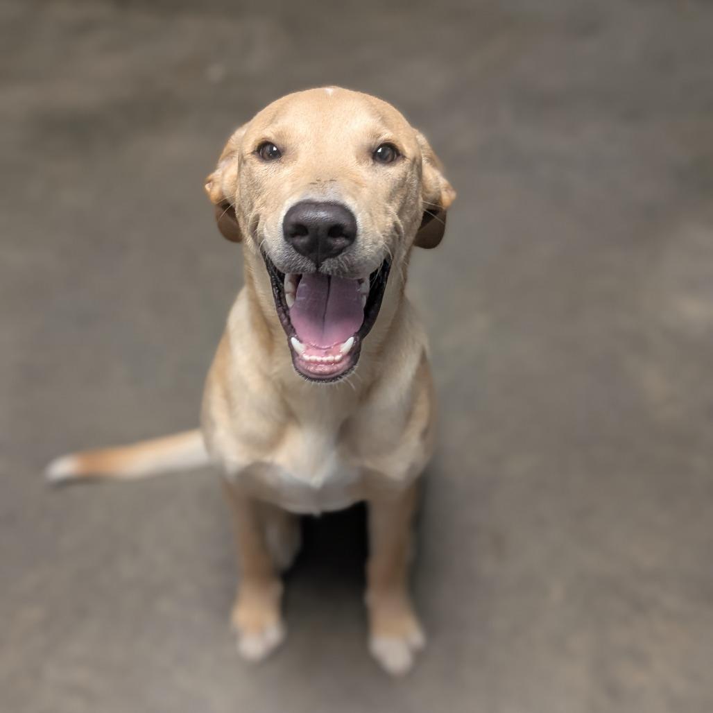 Enlarge Elroy, a Adoptable Mixed Breed in Independence, KS image 2/6