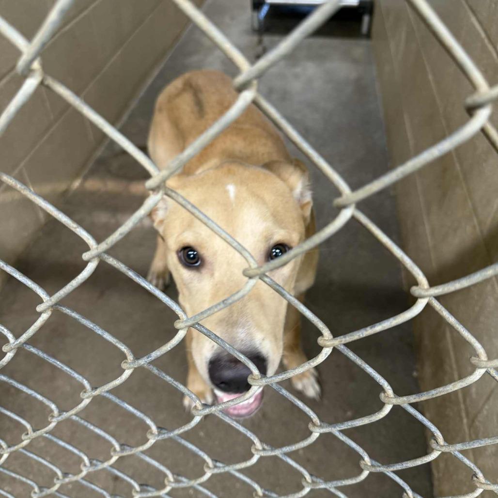 Enlarge Elroy, a Adoptable Mixed Breed in Independence, KS image 3/6