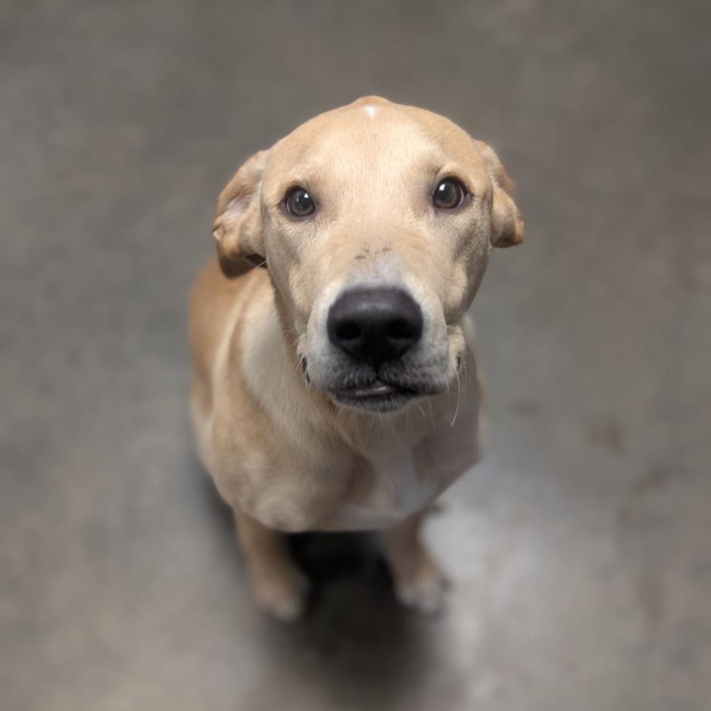 Enlarge Elroy, a Adoptable Mixed Breed in Independence, KS image 4/6