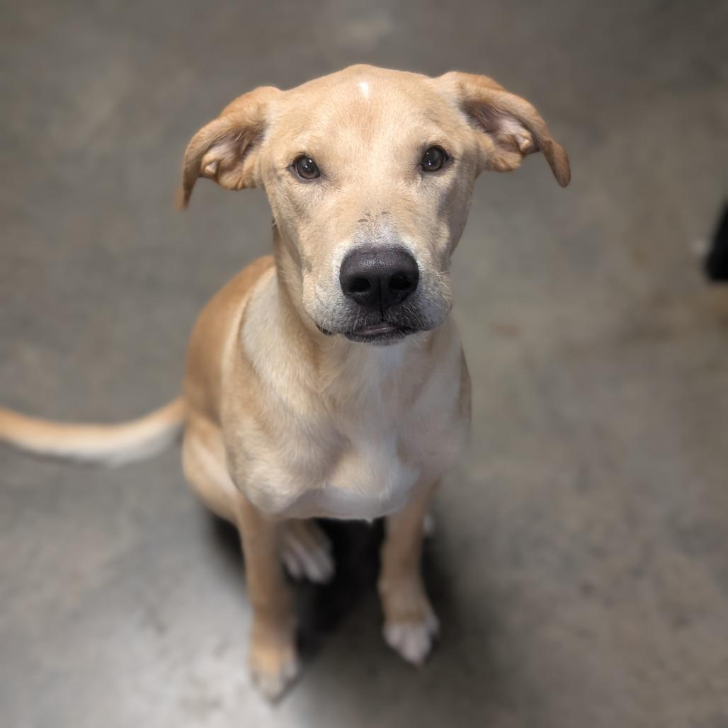 Enlarge Elroy, a Adoptable Mixed Breed in Independence, KS image 5/6