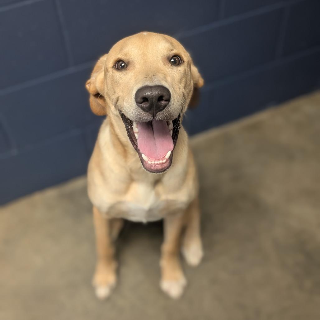 Enlarge Elroy, a Adoptable Mixed Breed in Independence, KS image 6/6