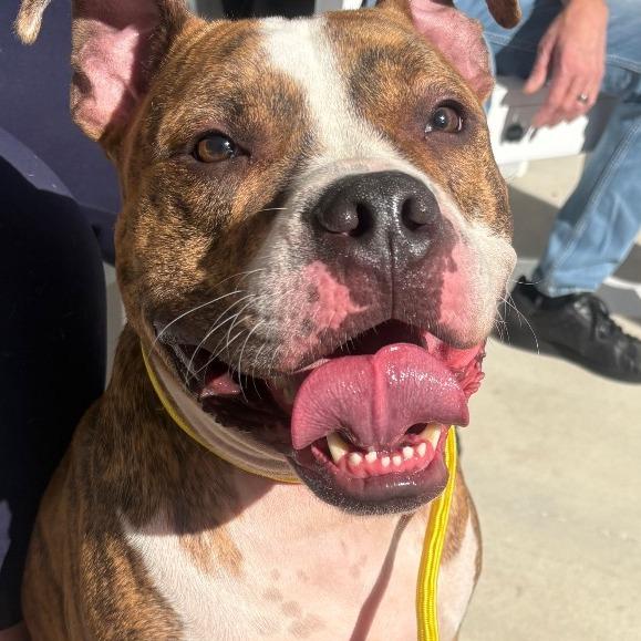 Kato, Adoptable, Adult Male Terrier.