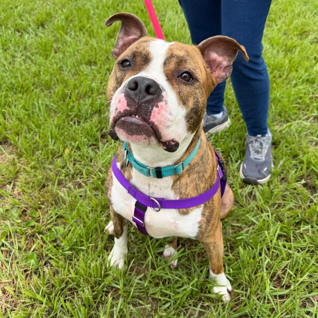 Enlarge Kato, a Adoptable Terrier in Clearwater, FL image 3/5