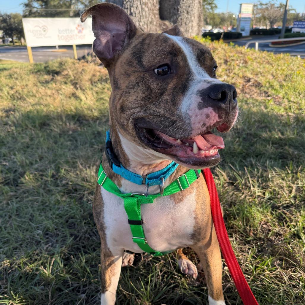 Enlarge Kato, a Adoptable Terrier in Clearwater, FL image 5/5