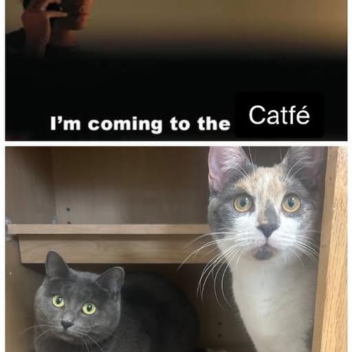 Cinnamon Roll Md thumbnail 2