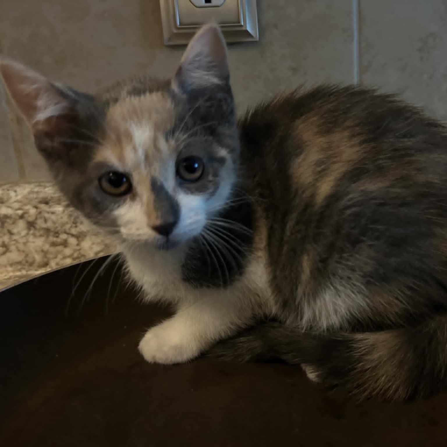Cinnamon Roll 4/25
