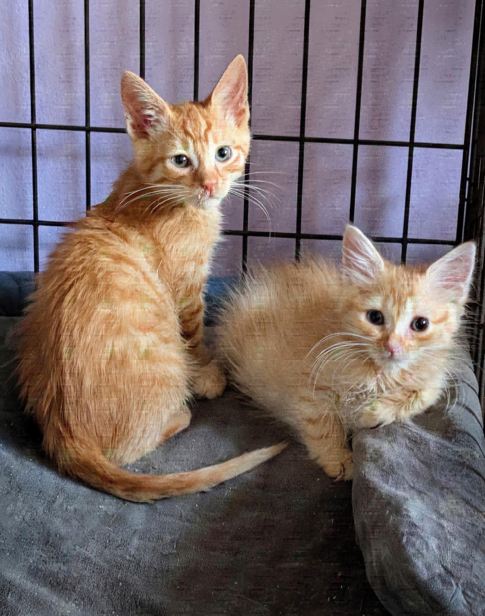 Enlarge Cassius Clay & Sugar Ray - box(ing) babies, a Adoptable Domestic Medium Hair in San Jose, CA image 1/2