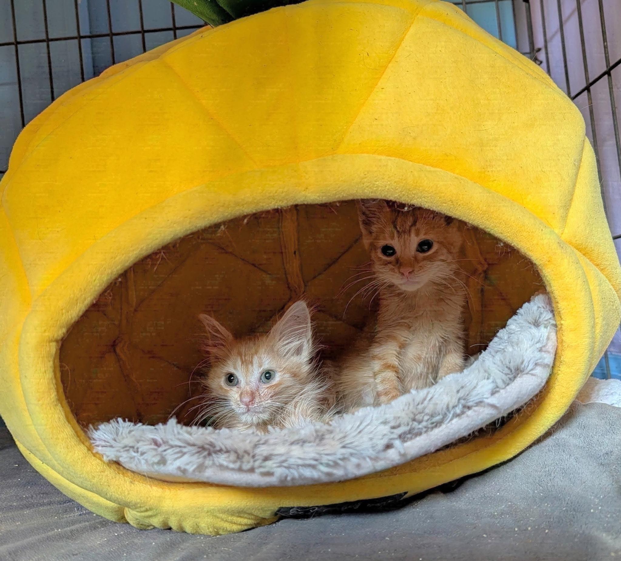 Enlarge Cassius Clay & Sugar Ray - box(ing) babies, a Adoptable Domestic Medium Hair in San Jose, CA image 2/2