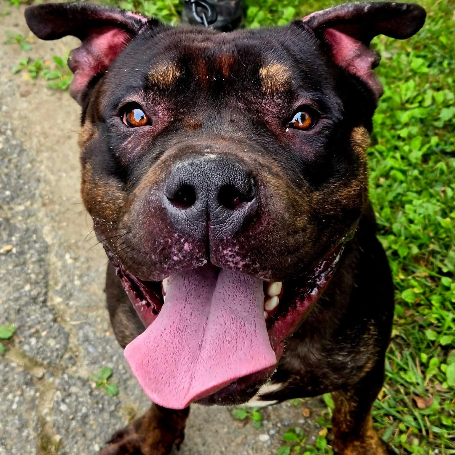 Enlarge Puddles, a Adopted mixed breed in Warren, OH image 1/1