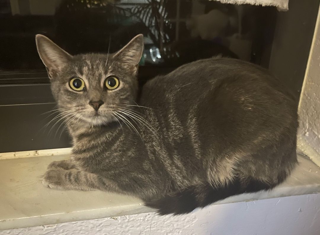Cleo, a Adoptable Domestic Short Hair in Lauderhill, FL image 1/4