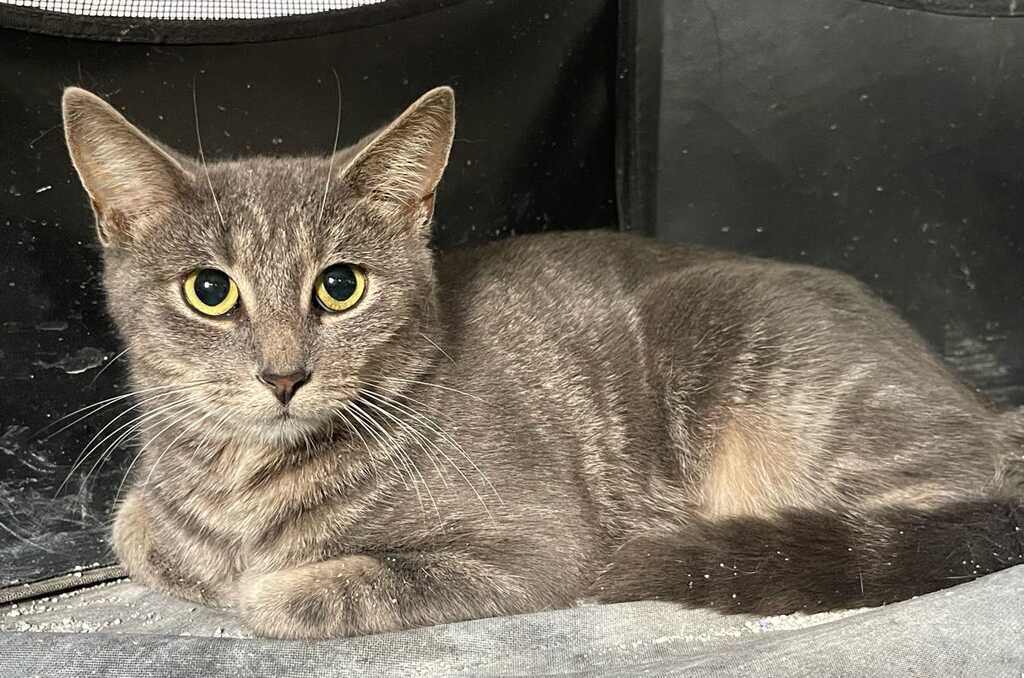 Cleo, a Adoptable Domestic Short Hair in Lauderhill, FL image 2/4