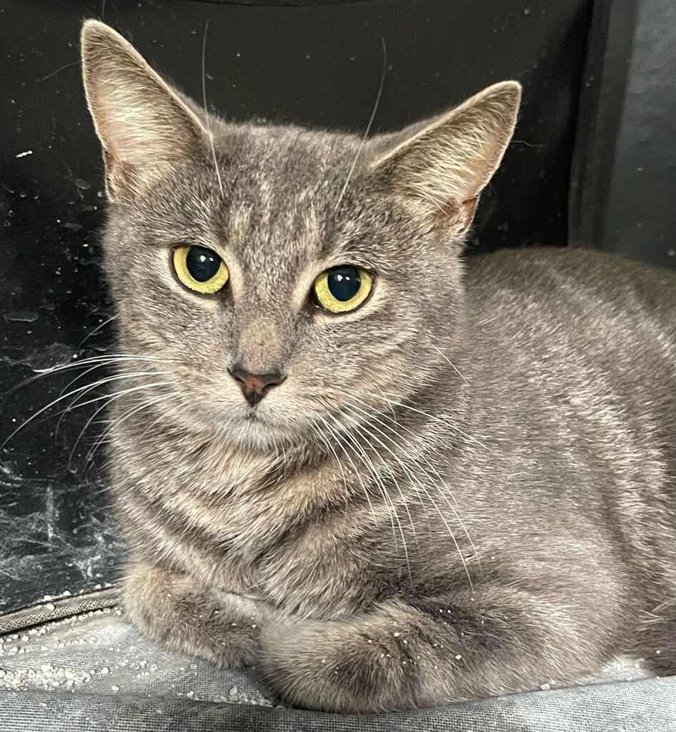 Cleo, a Adoptable Domestic Short Hair in Lauderhill, FL image 3/4