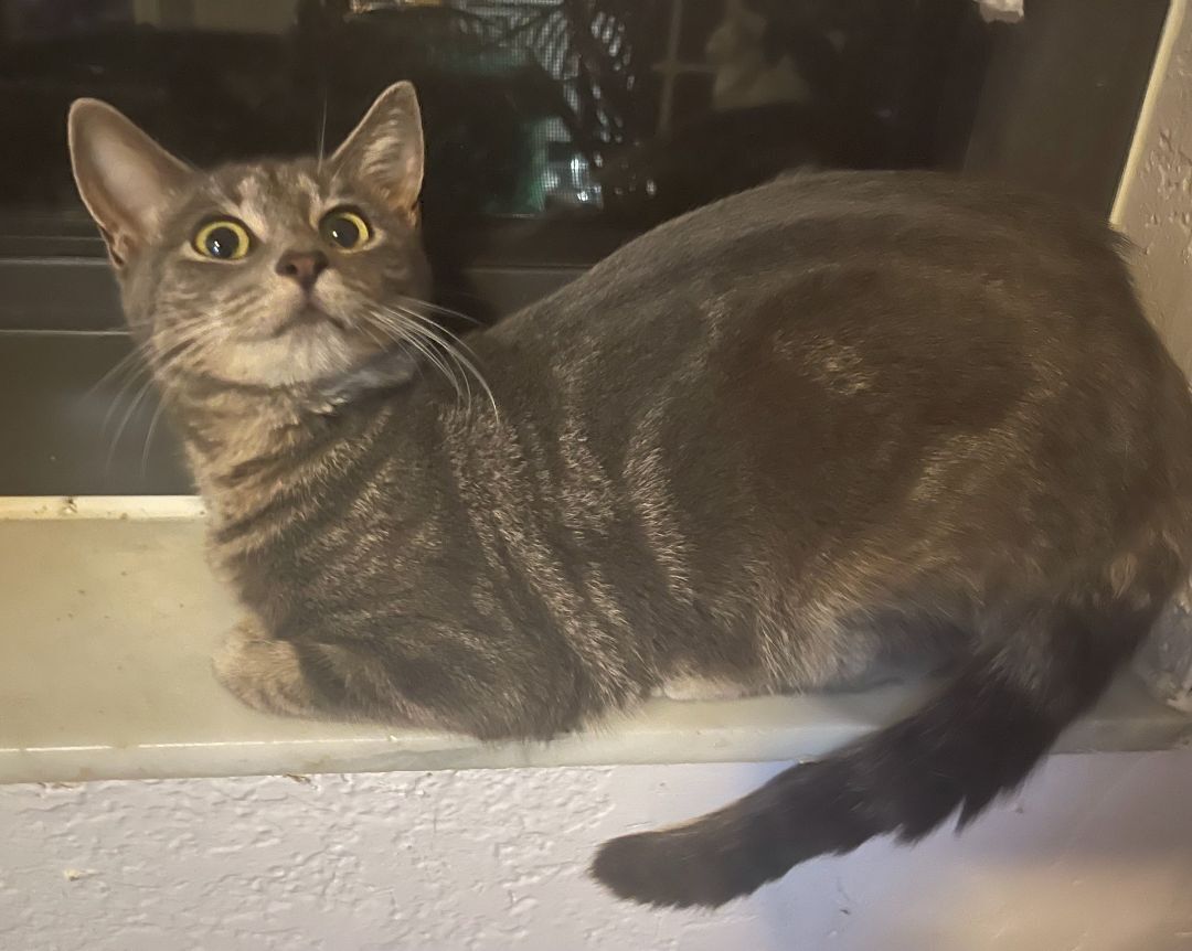 Cleo, a Adoptable Domestic Short Hair in Lauderhill, FL image 4/4