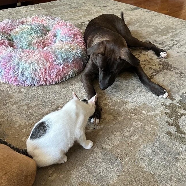 Grasshopper Zapata — thumbnail 4