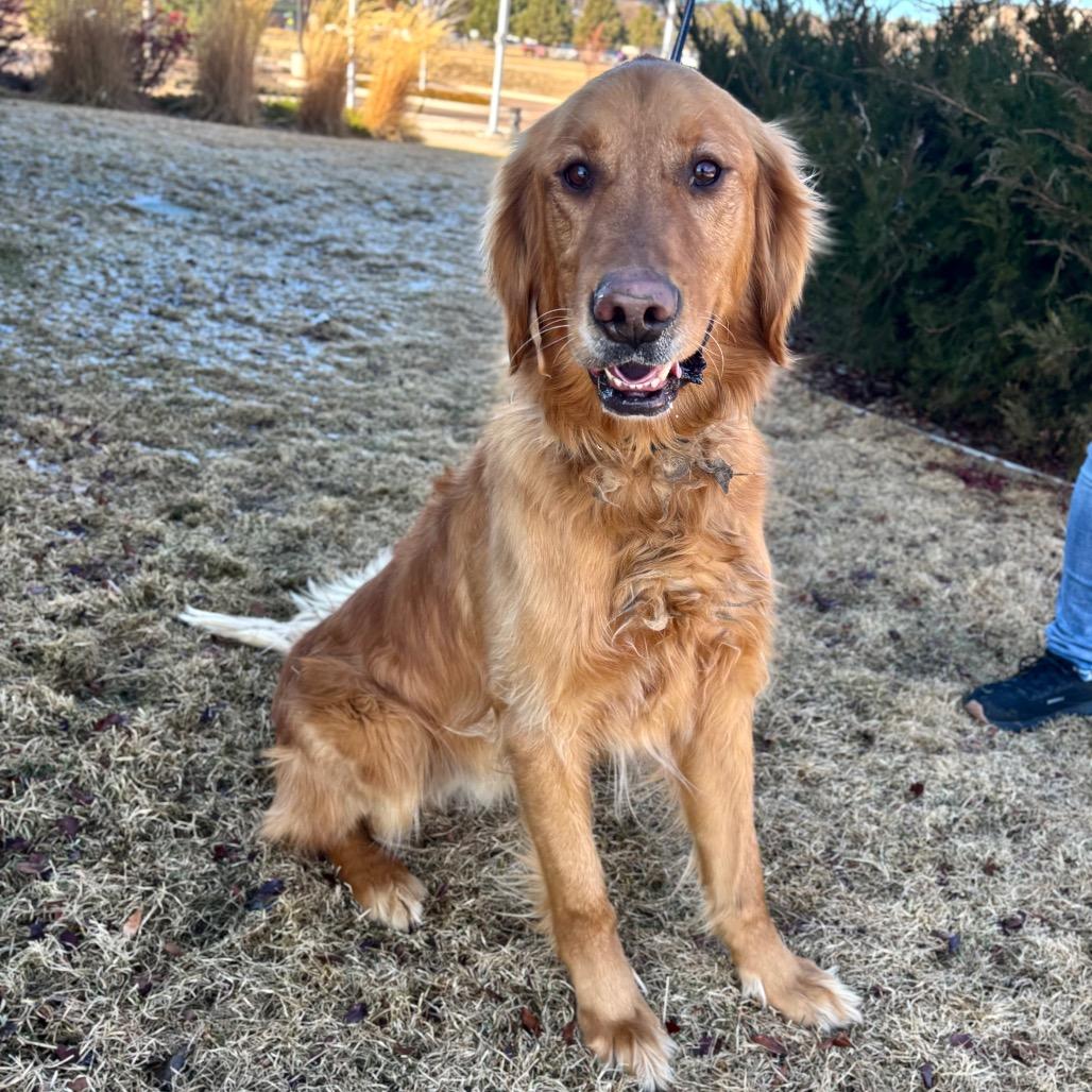 Remy, Adoptable, Adult Male Golden Retriever.