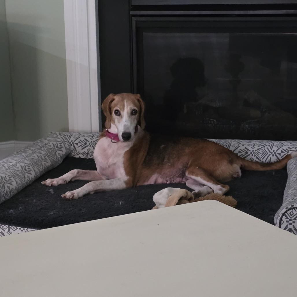 Buttercup @ Foster, a Adoptable Foxhound in Summerville, SC image 1/6