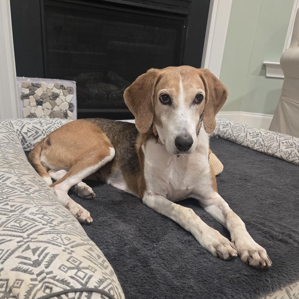 Buttercup @ Foster, a Adoptable Foxhound in Summerville, SC image 3/6