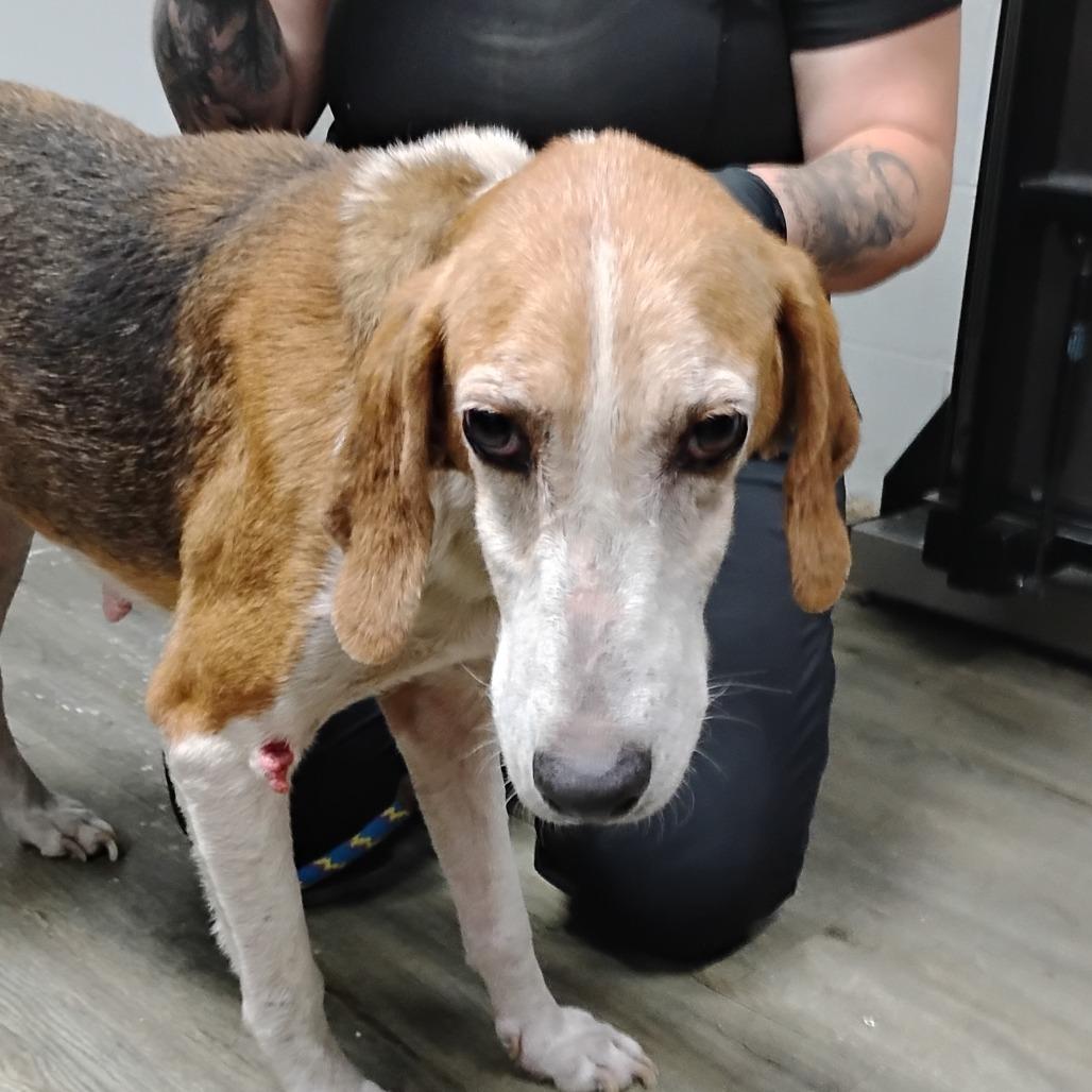 Buttercup @ Foster, a Adoptable Foxhound in Summerville, SC image 4/6