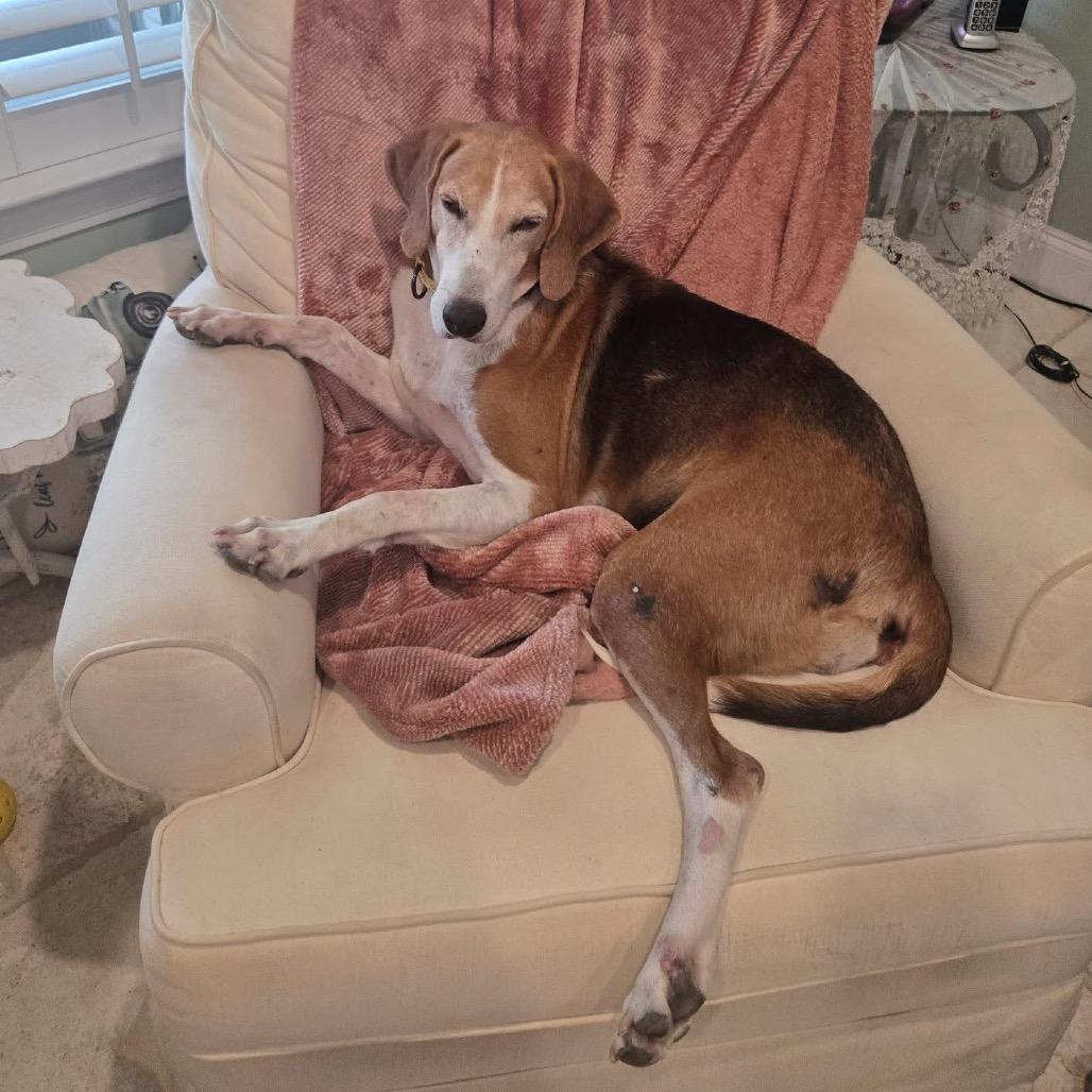 Buttercup @ Foster, a Adoptable Foxhound in Summerville, SC image 5/6