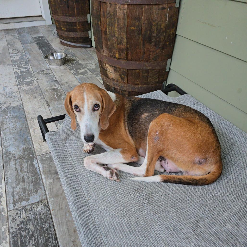 Buttercup @ Foster, a Adoptable Foxhound in Summerville, SC image 6/6