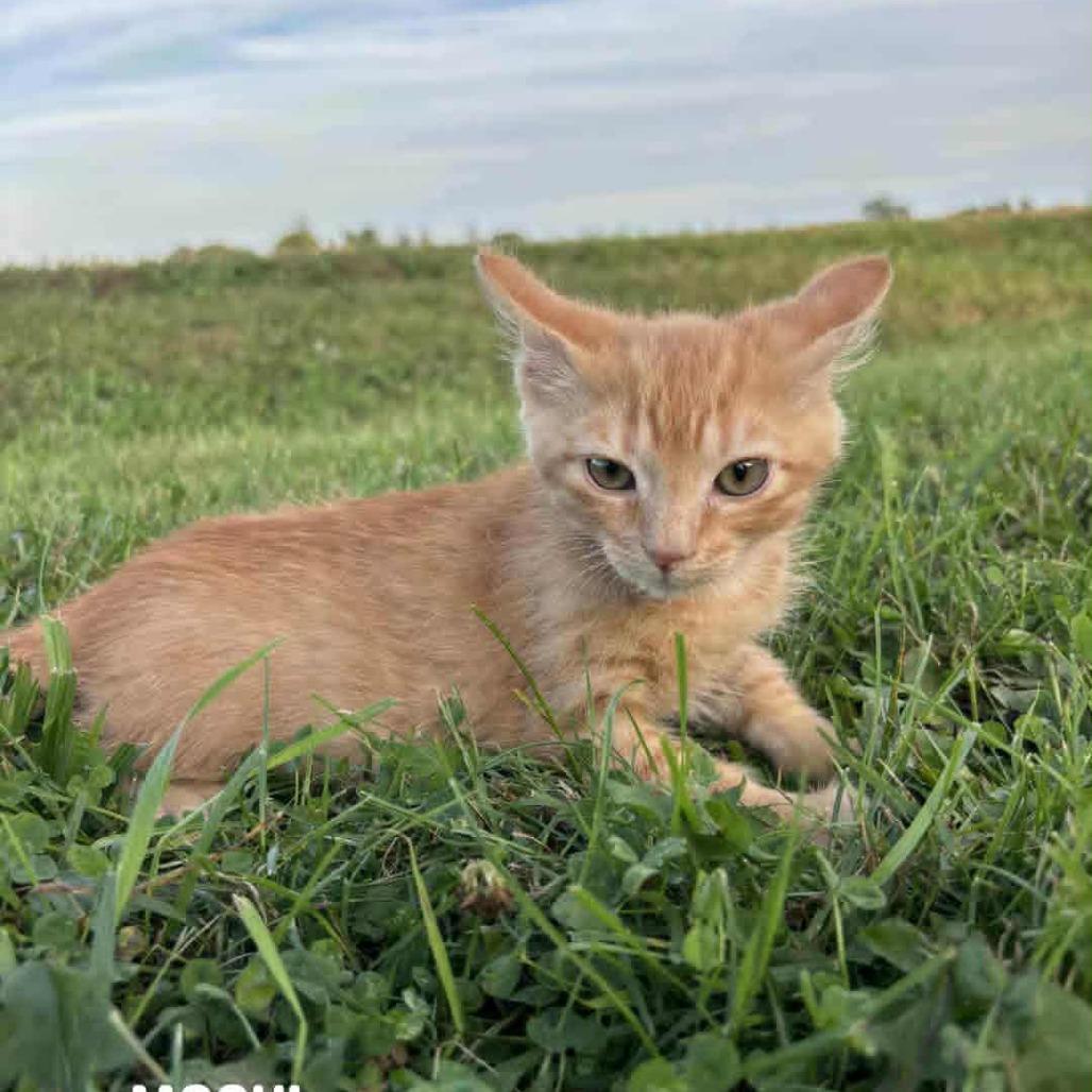 Enlarge Mochi, a Adoptable Domestic Short Hair in LYLE, MN image 1/3
