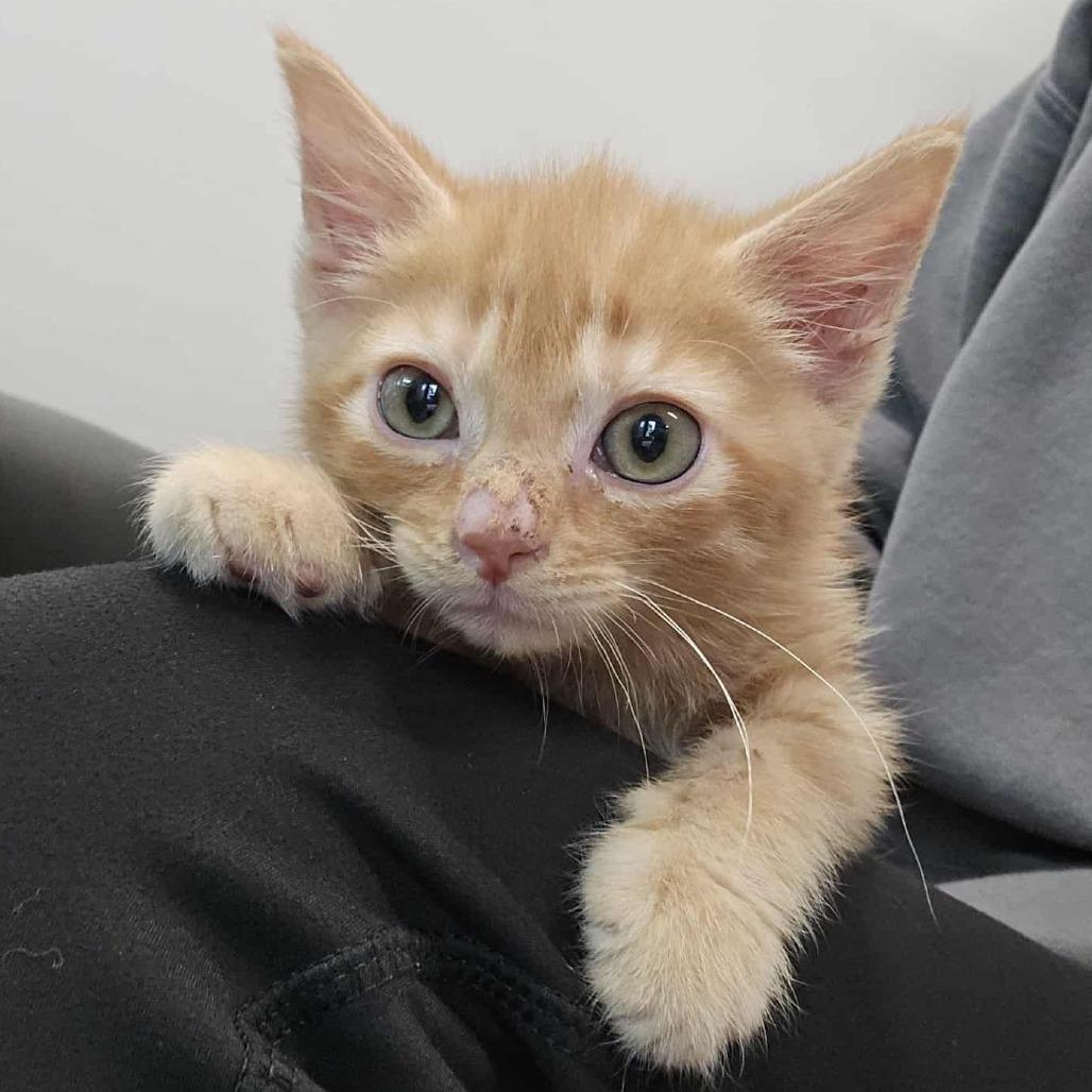 Enlarge Mochi, a Adoptable Domestic Short Hair in LYLE, MN image 2/3