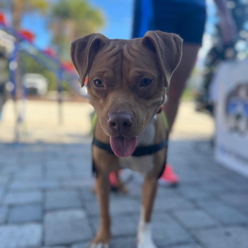 Enlarge Pumpkin, a Adoptable mixed breed in Merritt Island, FL image 1/4