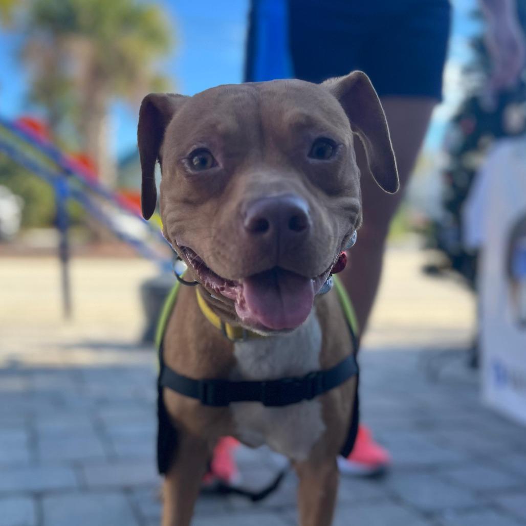 Enlarge Pumpkin, a Adoptable mixed breed in Merritt Island, FL image 2/4