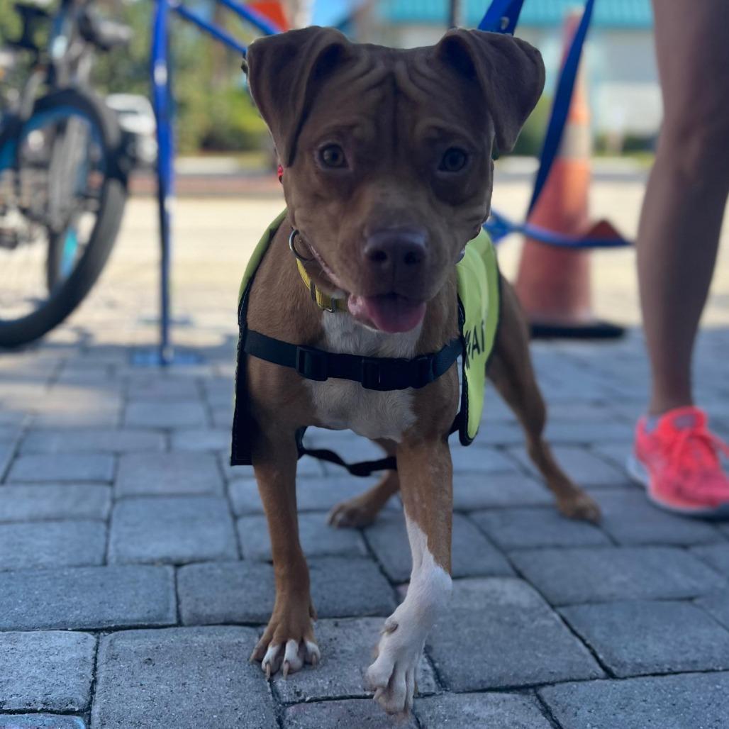 Enlarge Pumpkin, a Adoptable mixed breed in Merritt Island, FL image 4/4